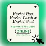 Online registration open for Market Hog, Lamb & Goat Exhibitors